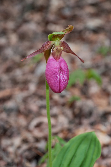 Pink Cypripedium Flower Seeds for Planting – Heirloom Non-GMO High Germination Seeds