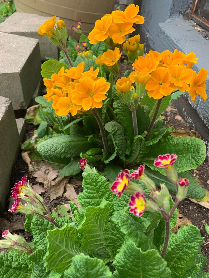 Orange Primrose Flower Seeds – Heirloom, Non-GMO, High Germination Seeds