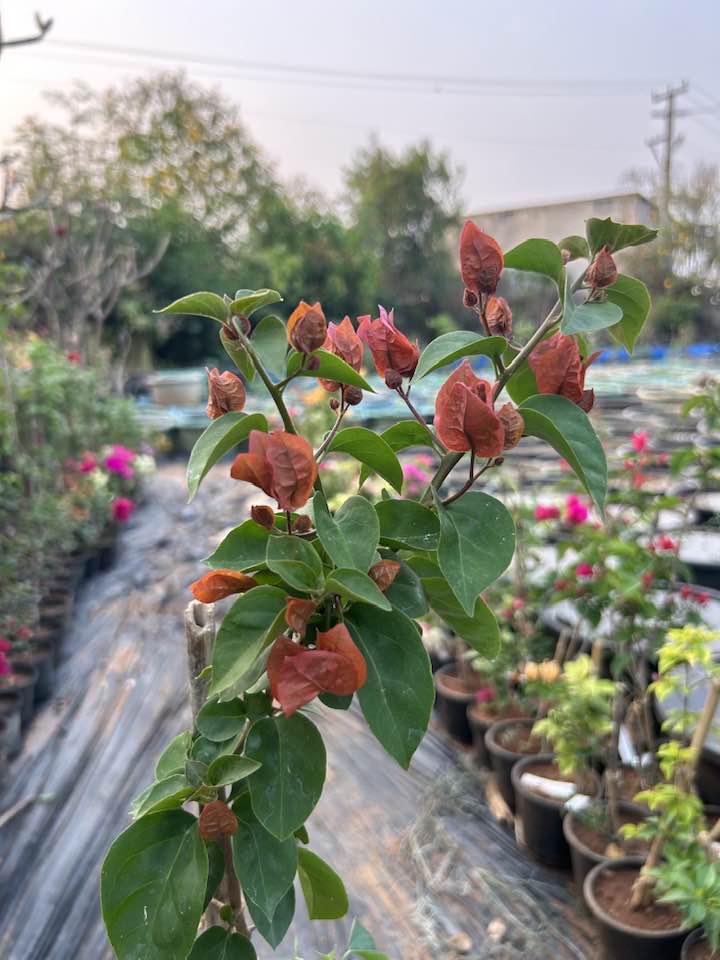 Brown Bougainvillea Flower Seeds – Heirloom, Non-GMO, High Germination Organic Garden Seeds for Planting