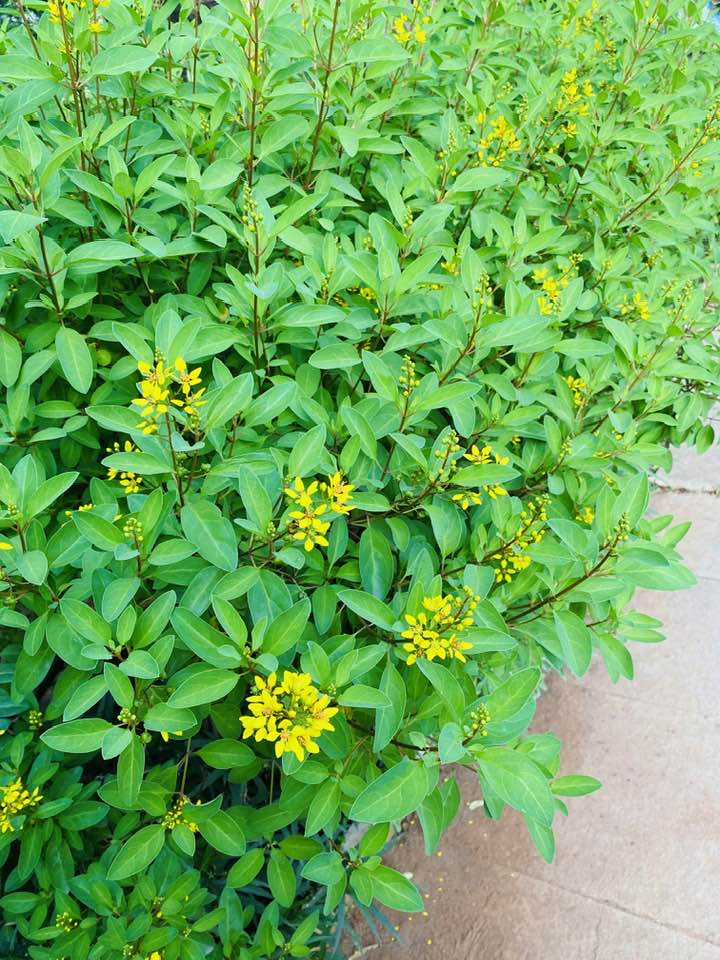 Gracilis Flower Seeds – Heirloom, Non-GMO, High Germination Seeds for Planting