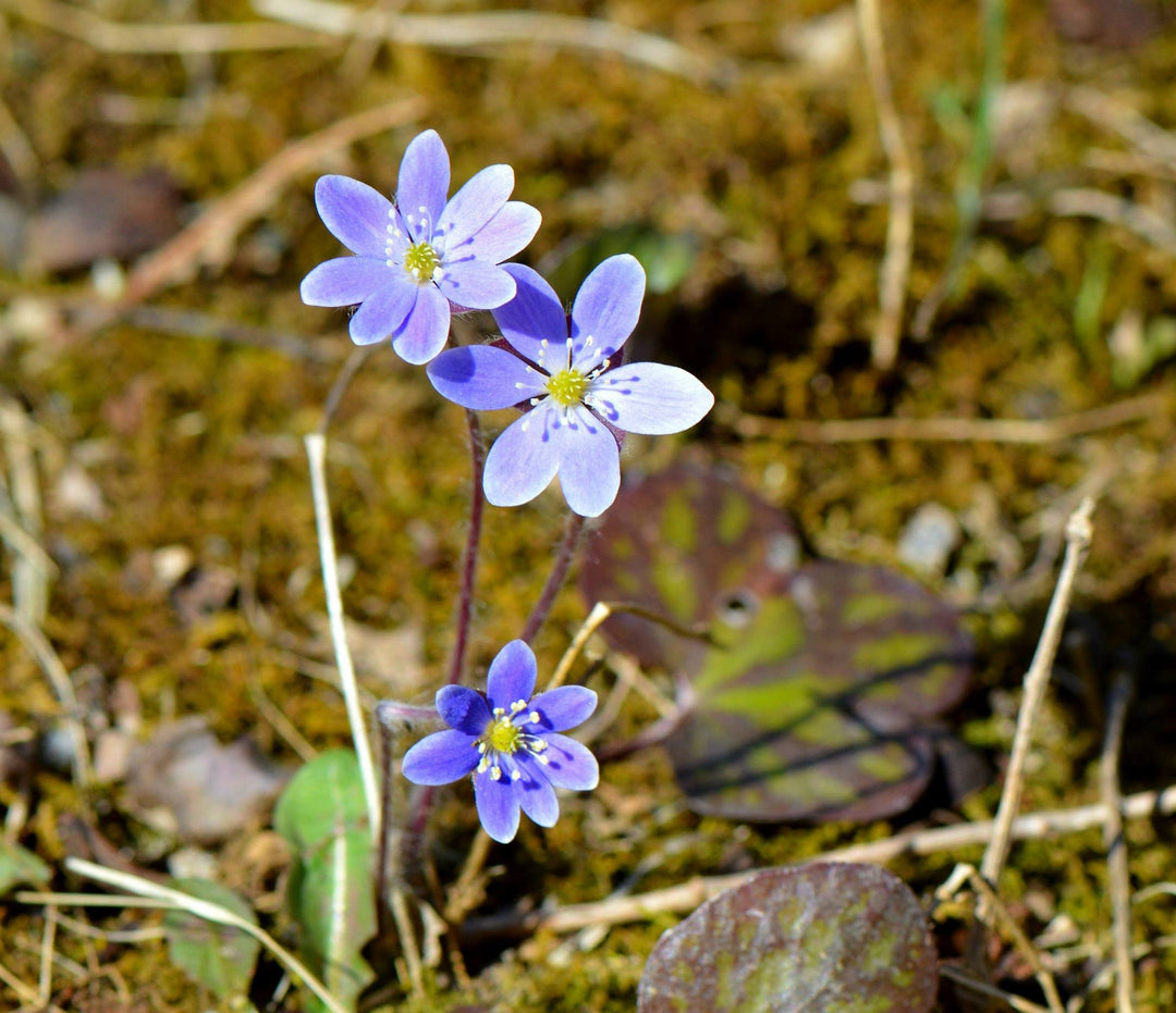 Hepatica Flower Seeds – Heirloom, Non-GMO, High Germination Organic Garden Seeds