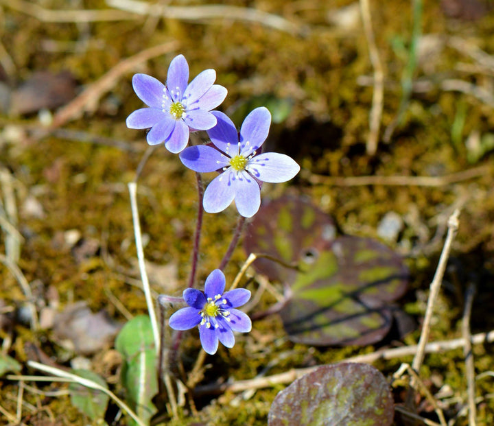 Hepatica Flower Seeds – Heirloom, Non-GMO, High Germination Organic Garden Seeds