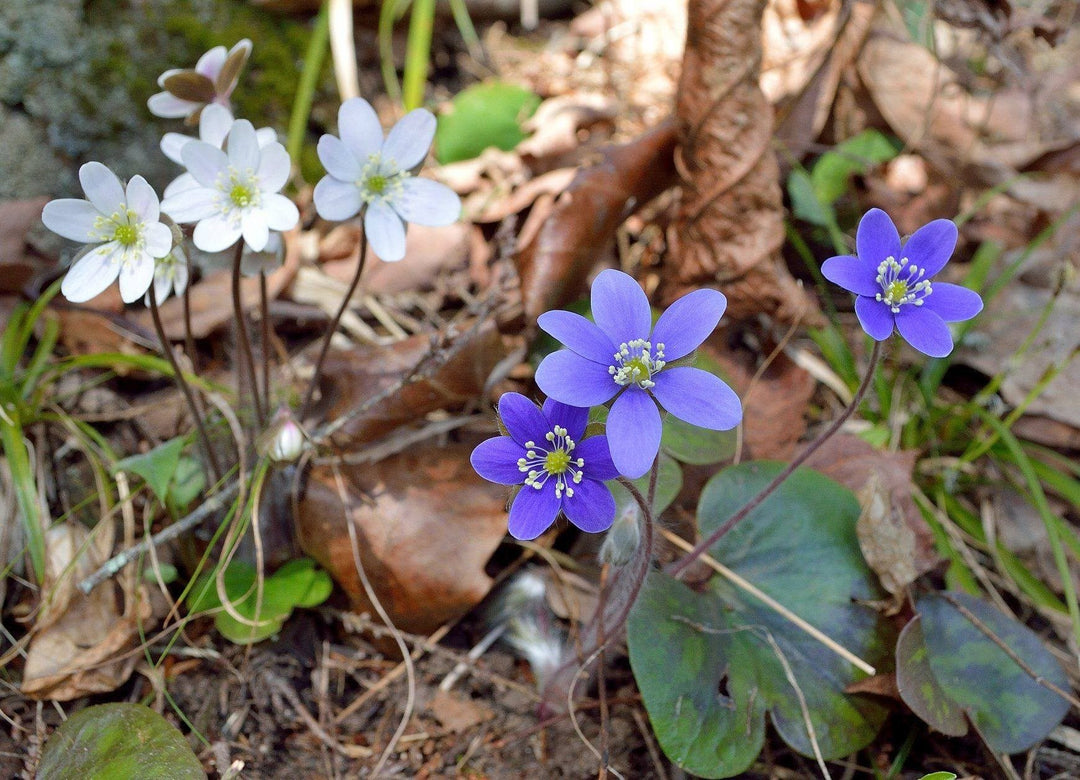 Hepatica Flower Seeds – Heirloom, Non-GMO, High Germination Organic Garden Seeds