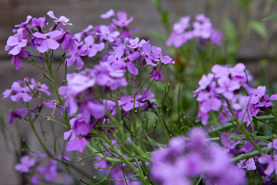 Purple Hesperis Matronalis Flower Seeds – Heirloom, Non-GMO, High Germination Seeds