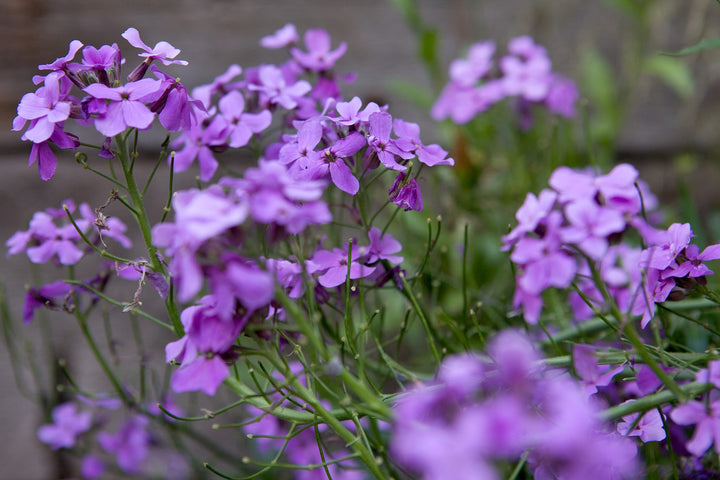 Purple Hesperis Matronalis Flower Seeds – Heirloom, Non-GMO, High Germination Seeds