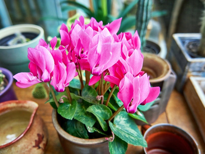 Cyclamen Flower Seeds Pink – Heirloom Non-GMO High Germination Seeds