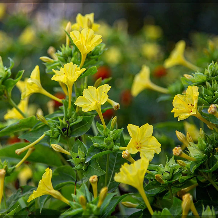 Lunaria Flower Seeds Yellow – Heirloom Non-GMO High Germination