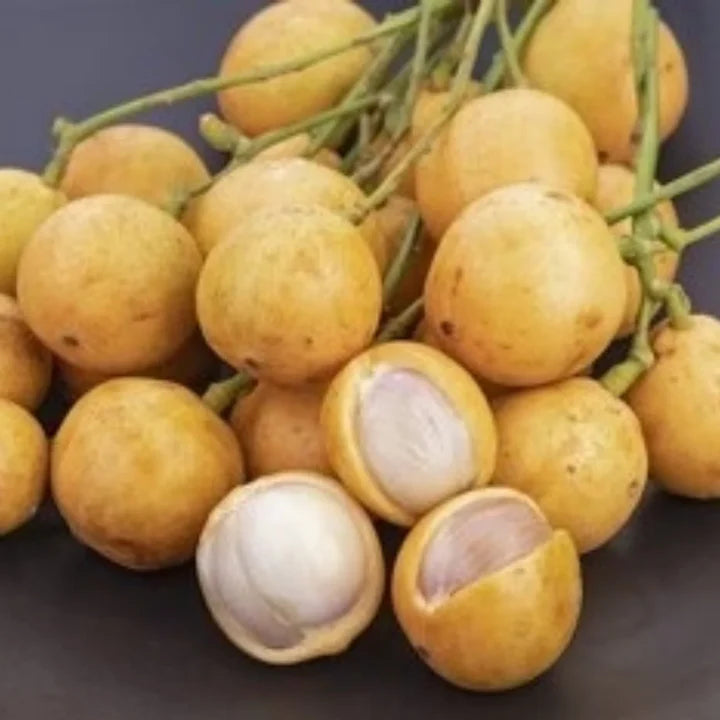 Burmese Grape Fruit Seeds for Planting – Heirloom Non-GMO High Germination Organic Garden Seeds for Sweet Tropical Fruits