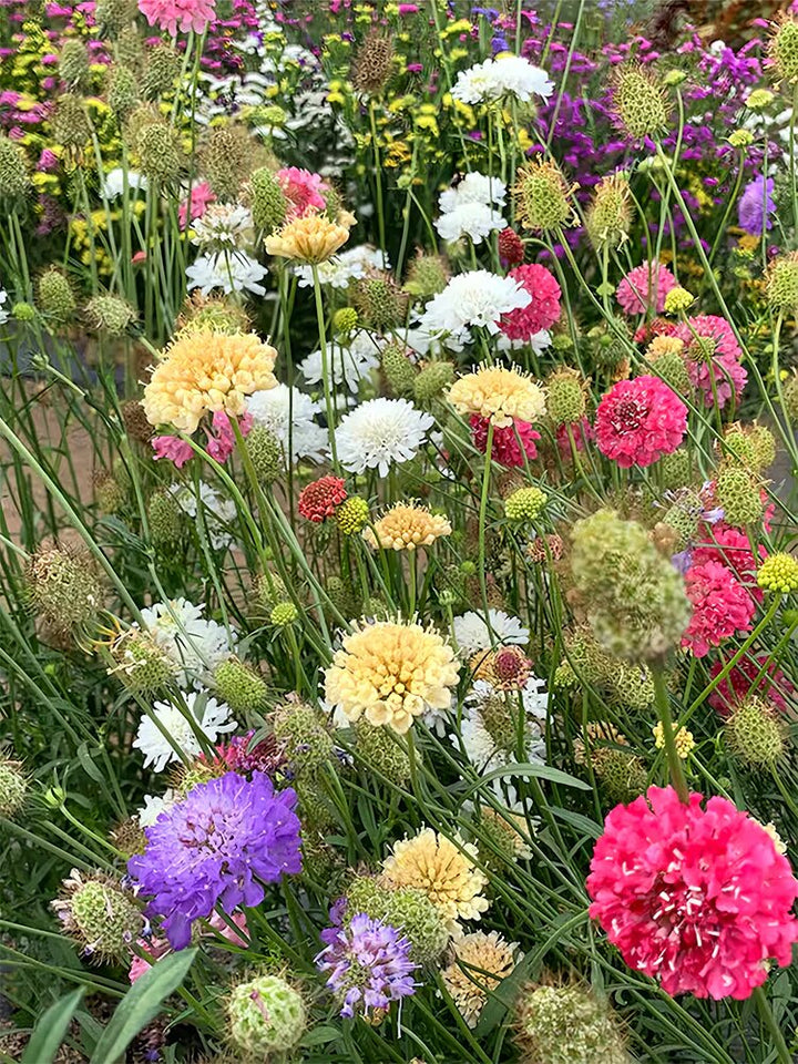 Mixed Scabiosa Flower Seeds – Heirloom, Non-GMO, High Germination Seeds