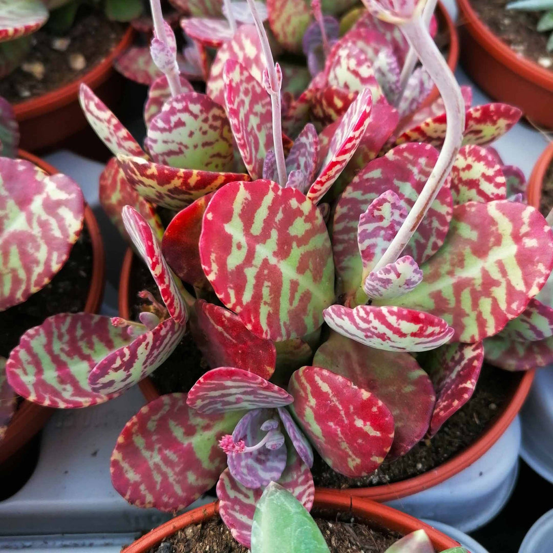 Kalanchoe Humilis herb seeds