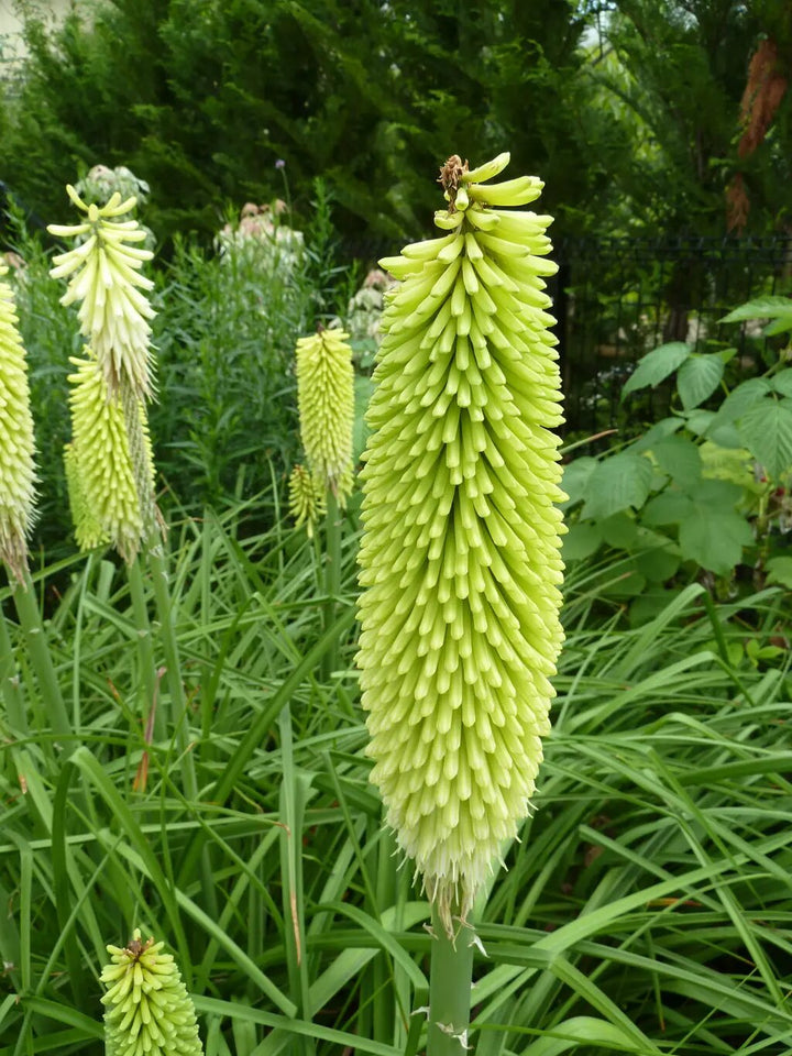 Green Kniphofia Flower Seeds – Heirloom, Non-GMO, High Germination Seeds