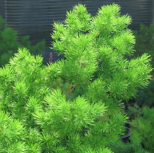 Myriocladus Plant herb seeds