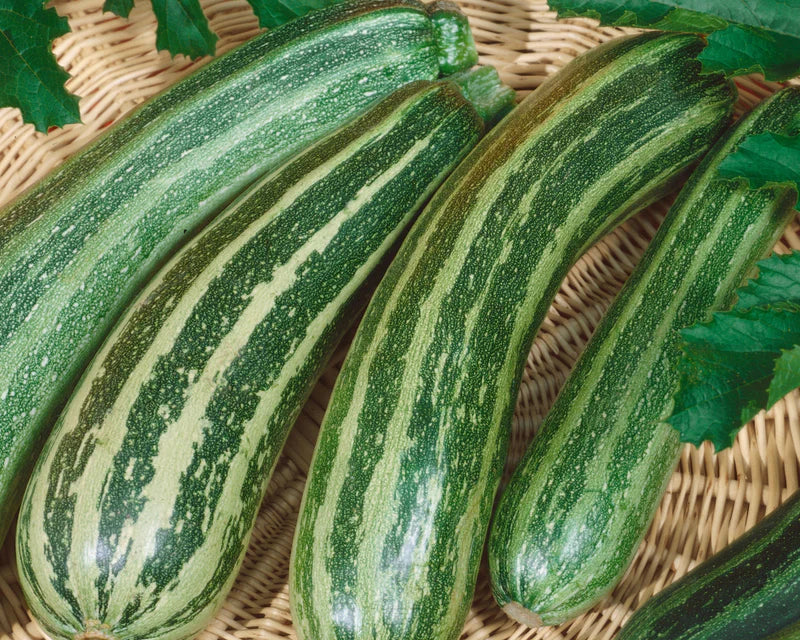 Green Zebra Hybrid Zucchini Seeds – Heirloom Non-GMO Organic High Germination Garden Seeds for Planting