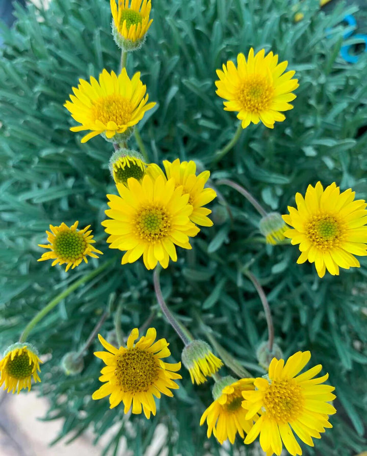 Yellow Erigeron Flower Seeds for Planting – Heirloom, Non-GMO, High Germination Organic