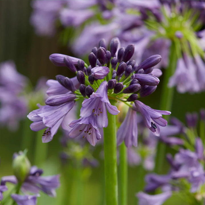 Agapanthus Flower Seeds Purple for Planting – Heirloom Non-GMO High Germination Organic Garden Seeds