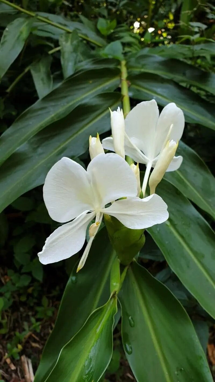 White Hedychium Flowers Seeds – Heirloom, Non-GMO, High Germination Seeds