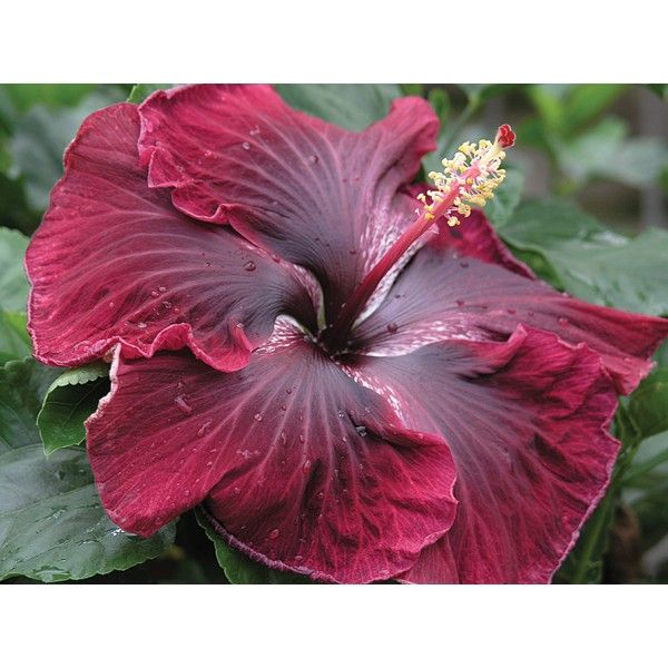 Dark Red Hibiscus Flower Seeds – Heirloom Non-GMO High Germination Seeds