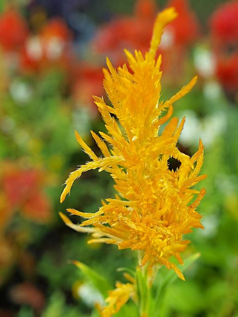 Astilbe Flower Seeds Yellow for Planting – Heirloom Non-GMO High Germination Organic Seeds
