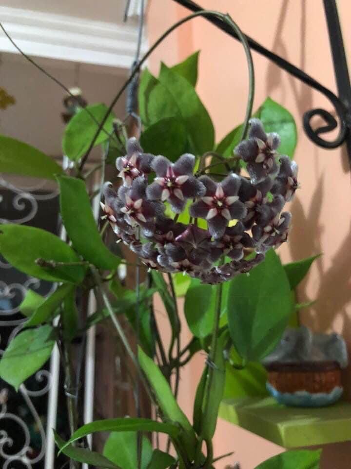 Semillas de Hoya Negra para Sembrar – Semillas de Jardín Orgánicas de Alta Germinación, sin OGM, de Herencia Familiar
