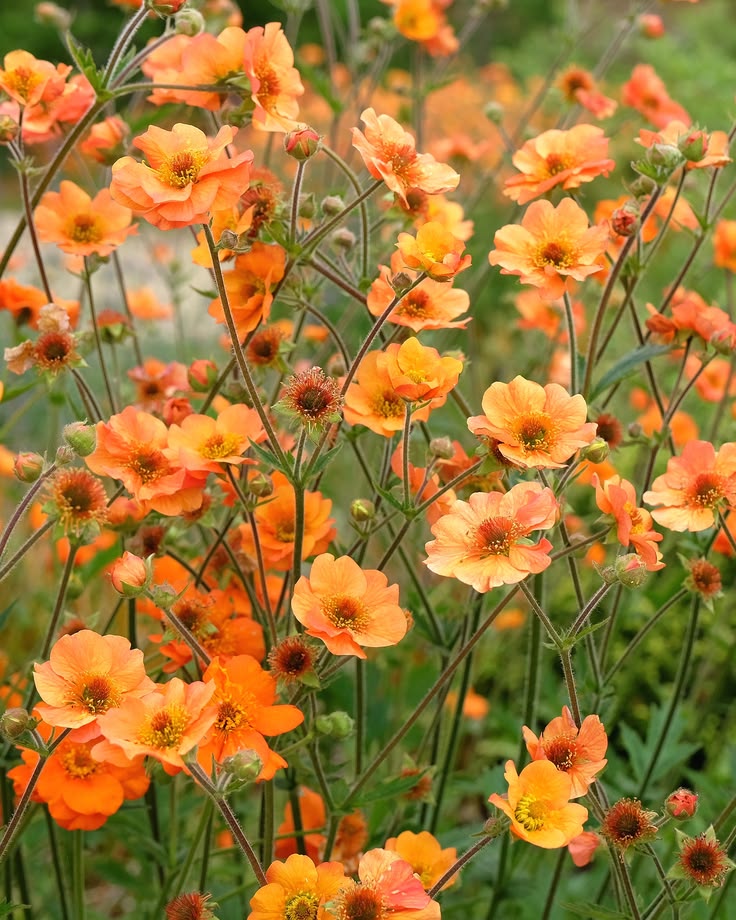 Orange Sanguisorba Flower Seeds – Heirloom Non-GMO High Germination Seeds