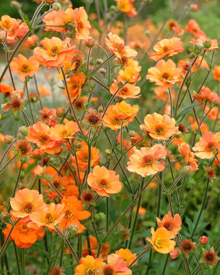 Orange Sanguisorba Flower Seeds – Heirloom Non-GMO High Germination Seeds