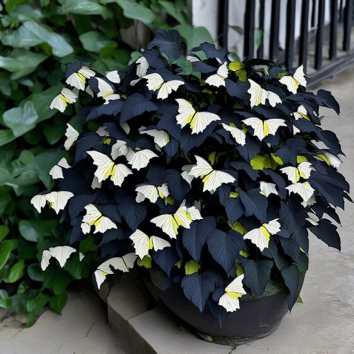 Moonlight Butterfly Begonia Flower Seeds - Cream and Black Heirloom Non-GMO Seeds for Planting