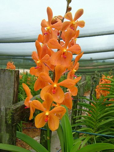 Orange Blooming Giant Orchid Flower Seeds – Heirloom, Non-GMO, High Germination Organic Garden Seeds