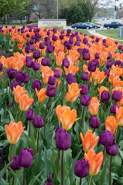 Orange Purple Tulip Flower Seeds – Heirloom, Non-GMO, High Germination Seeds