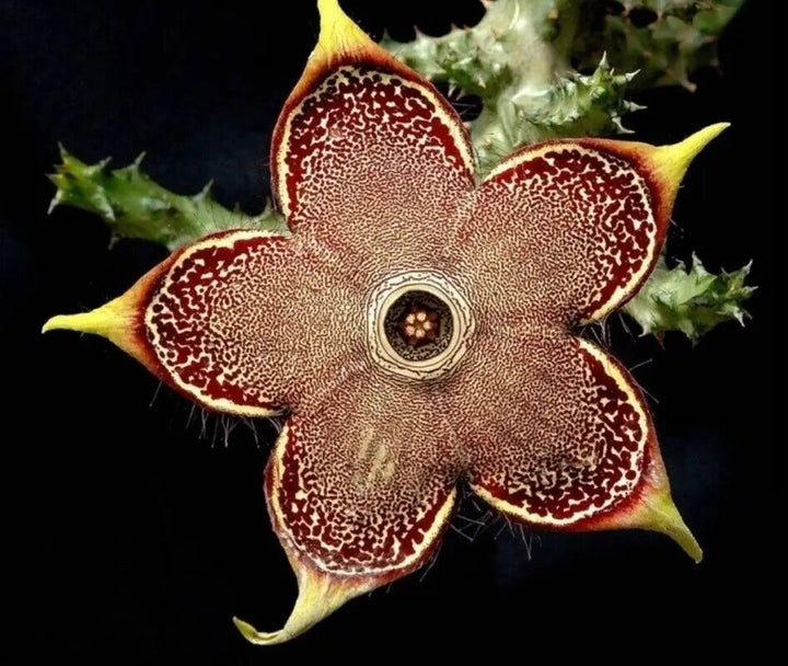 Brown Edithcolea Grandis Flower Seeds – Heirloom, Non-GMO, High Germination, Organic Garden Seeds