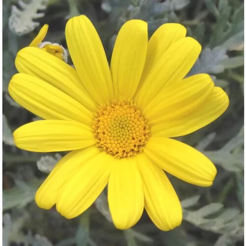 Daisy Flower Seeds Yellow – Heirloom Non-GMO High Germination Organic Garden Seeds