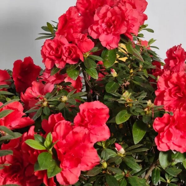 Azalea Flower Seeds Red for Planting Heirloom Non-GMO High Germination Organic Garden Seeds