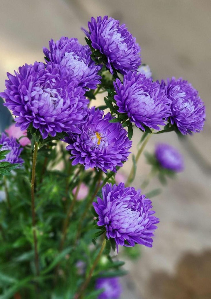 Chrysanthemum Flower Seeds Purple for Planting – Heirloom Non-GMO High Germination Seeds Seeds for Planting Organic Garden Seeds