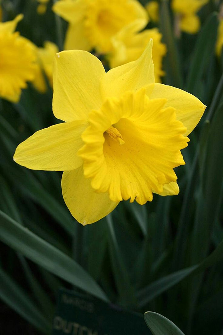 Daffodil Flower Seeds Yellow for Planting – Heirloom Non-GMO High Germination Seeds