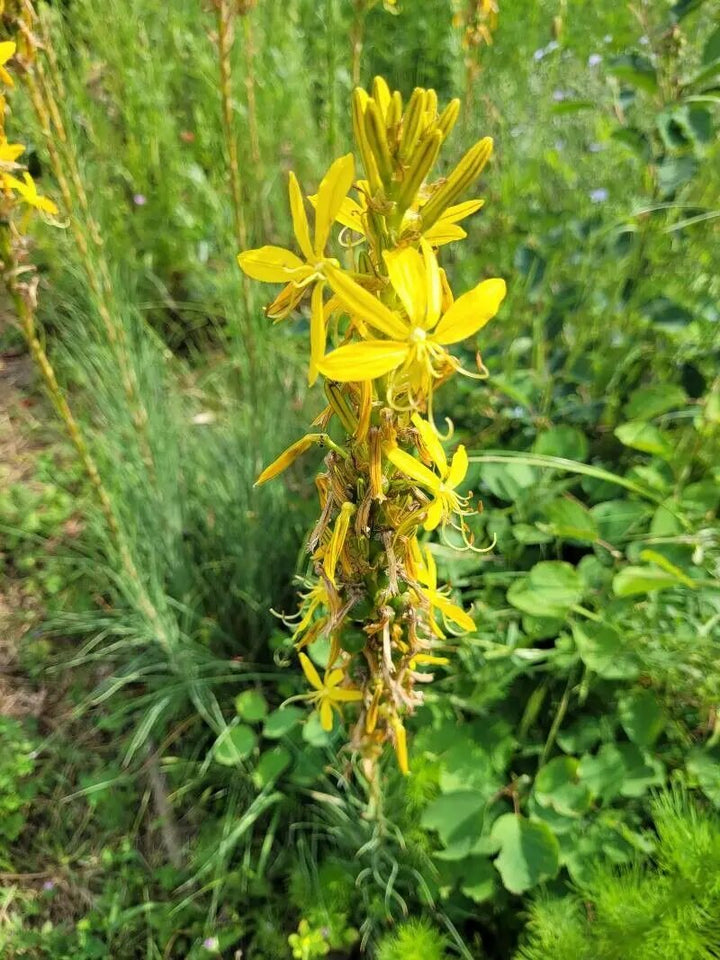 Asphodeline Flower Seeds Yellow for Planting – Heirloom Non-GMO High Germination Organic Seeds