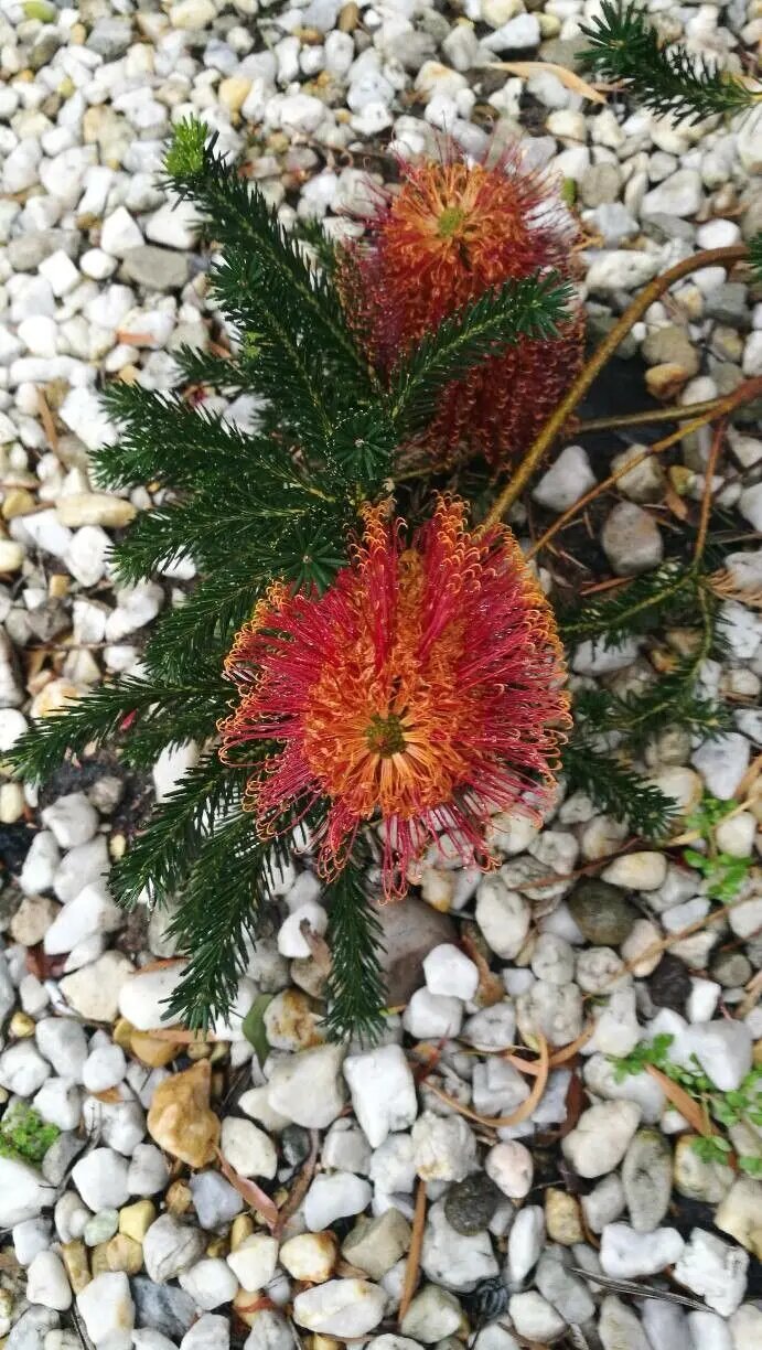Red Banksia Flower Seeds for Planting – Heirloom Non-GMO High Germination Organic Seeds