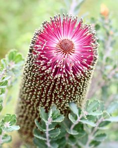 Banksia Flower Seeds Purple for Planting – Heirloom Non-GMO High Germination Organic Seeds