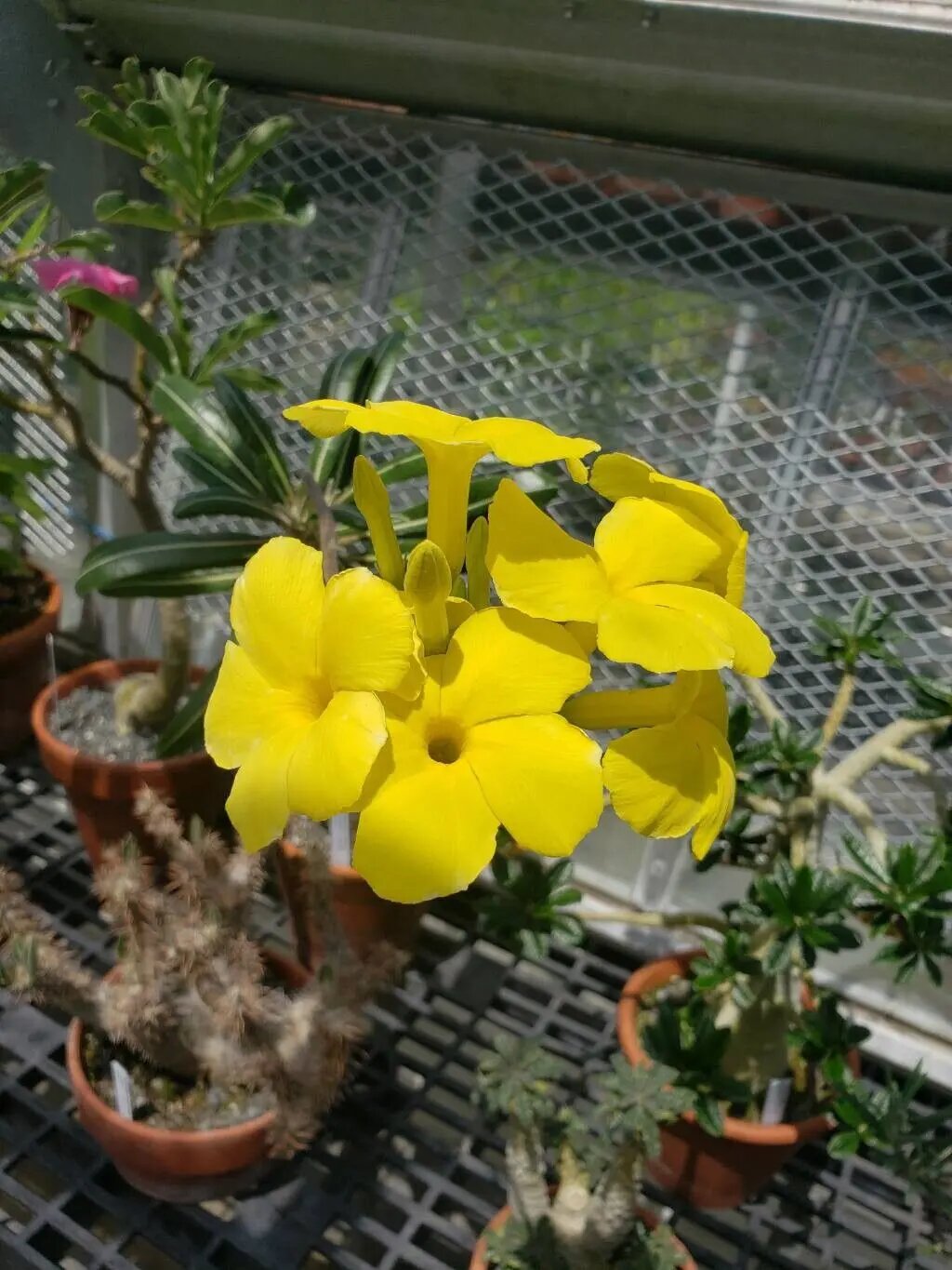 Pachypodium Rosulatum Flower Seeds – Heirloom, Non-GMO, High Germination Seeds
