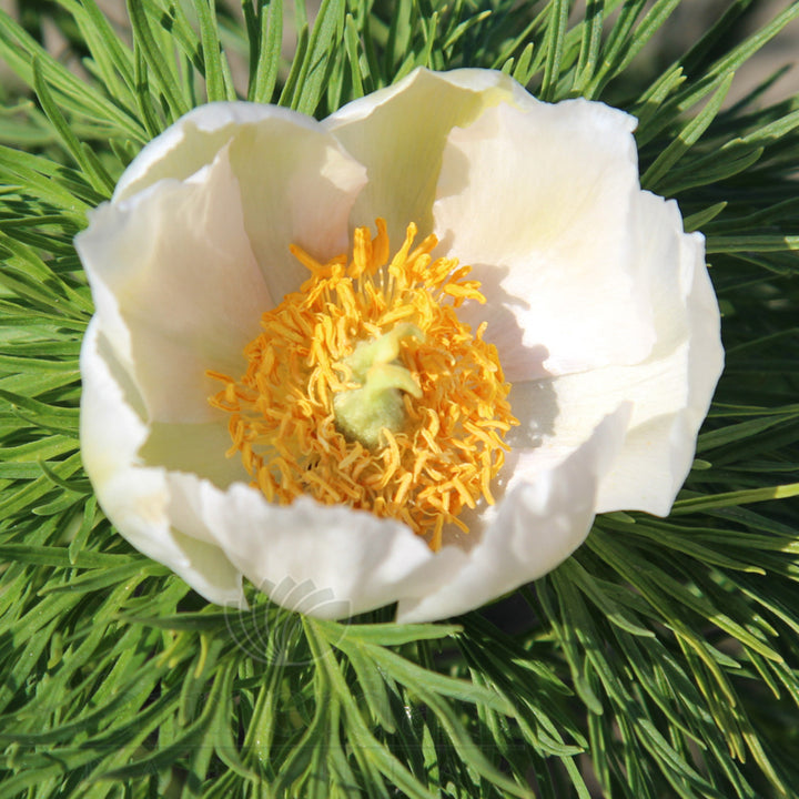 Weiße Paeonia Tenuifolia Blumensamen – Alte Sorte, gentechnikfrei, hohe Keimrate, Bio-Gartensamen