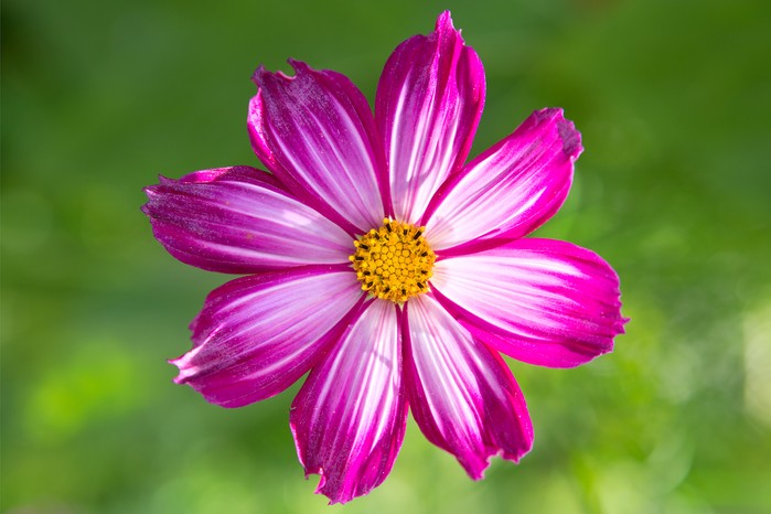 Pink White Cosmos Flower Seeds for Planting Heirloom Non-GMO High Germination Organic Garden Seeds