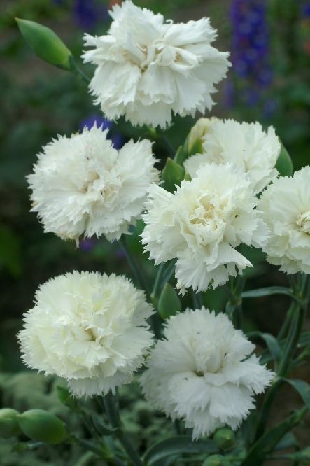 Giant Carnation Flower Seeds White – Heirloom, Non-GMO, High Germination Seeds