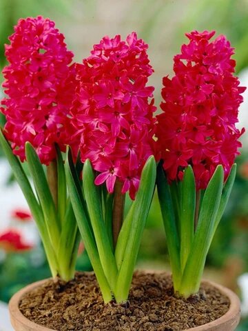 Red Hyacinth Flower Seeds – Heirloom, Non-GMO, High Germination Seeds