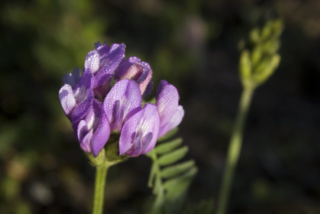 Astragalus Flower Seeds Purple for Planting – Heirloom Non-GMO High Germination Organic Seeds
