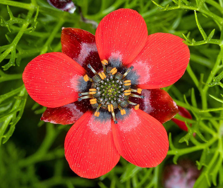 Red Adonis Annua Flower Seeds for Planting – Heirloom Non-GMO High Germination Organic Garden Seeds
