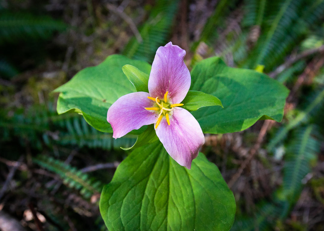 Pink Trillium Flower Seeds – Heirloom, Non-GMO, High Germination Seeds