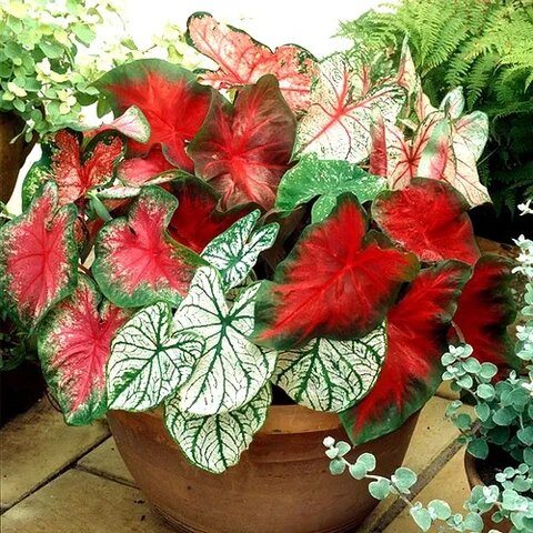 Caladium Flower Seeds Mixed – Heirloom, Non-GMO, High Germination Organic Garden Seeds for Planting