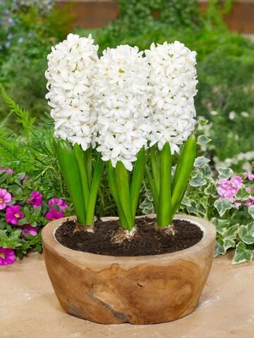 Hyacinth Flower Seeds White – Heirloom, Non-GMO, High Germination Seeds