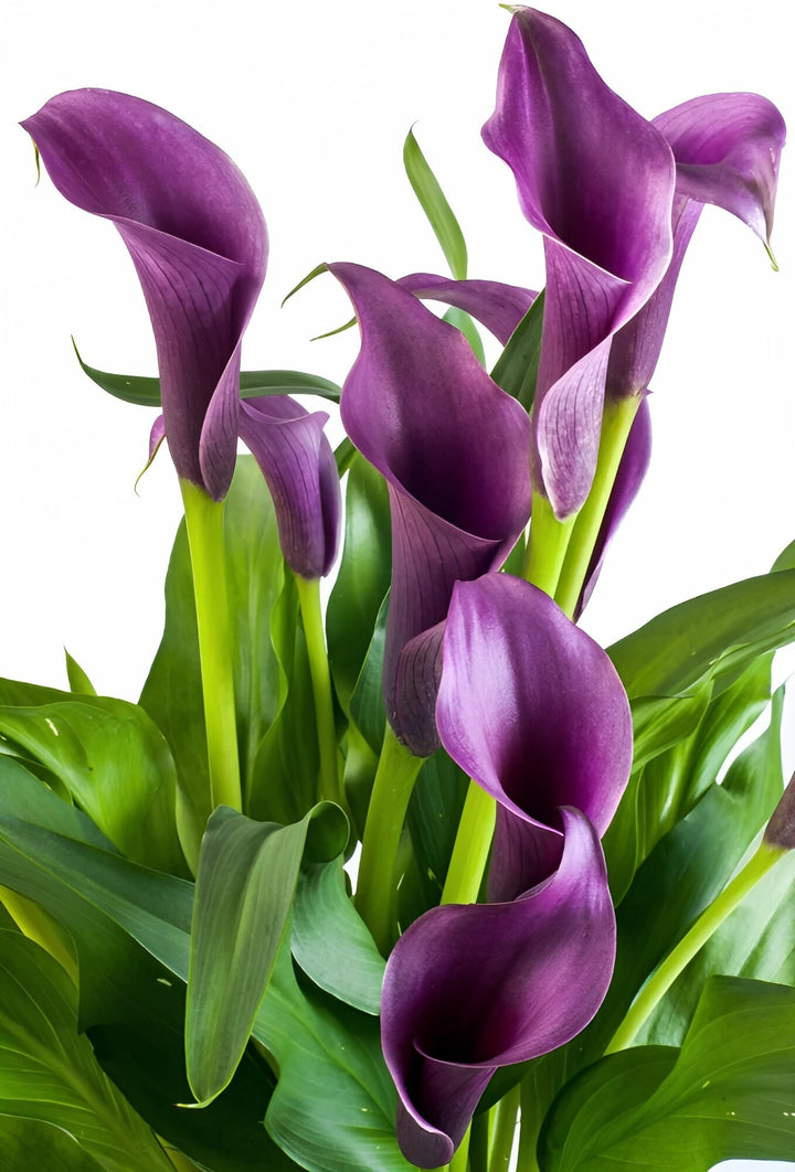 Violette Calla-Lilien-Blumensamen – Heirloom, gentechnikfrei, hohe Keimrate, Bio-Gartensamen