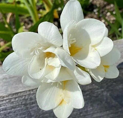 White Freesia Flower Seeds – Heirloom, Non-GMO, High Germination Organic Garden Seeds
