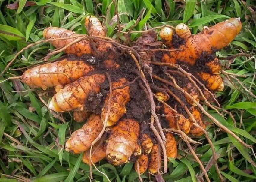 Brown Turmeric herb seeds