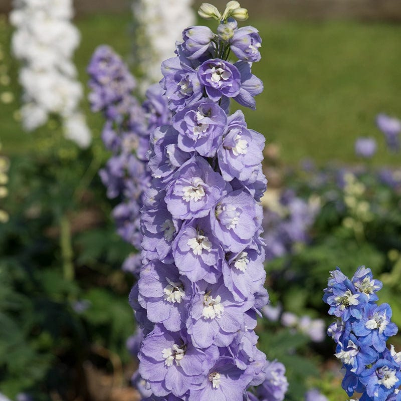 Semillas de flores de Delphinium lavanda – Semillas reliquia no transgénicas de alta germinación